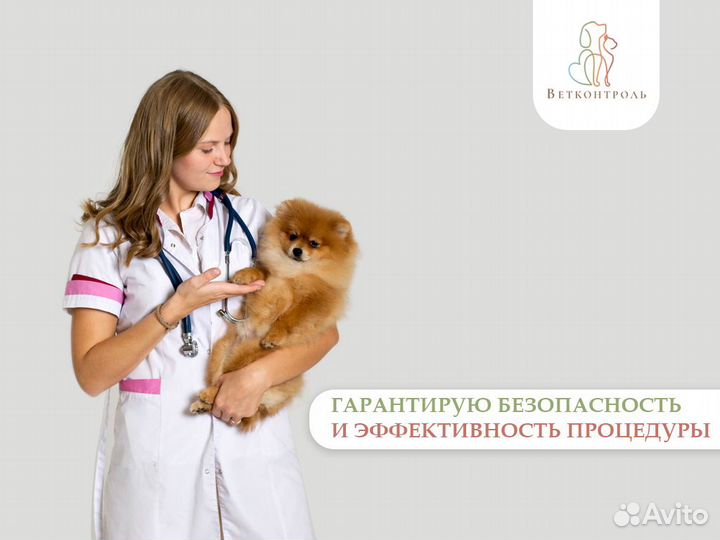 Вакцинация кошек и собак на дому