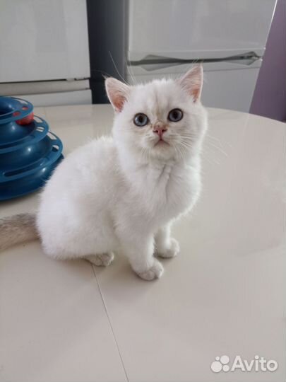 Шотландская короткошерстная