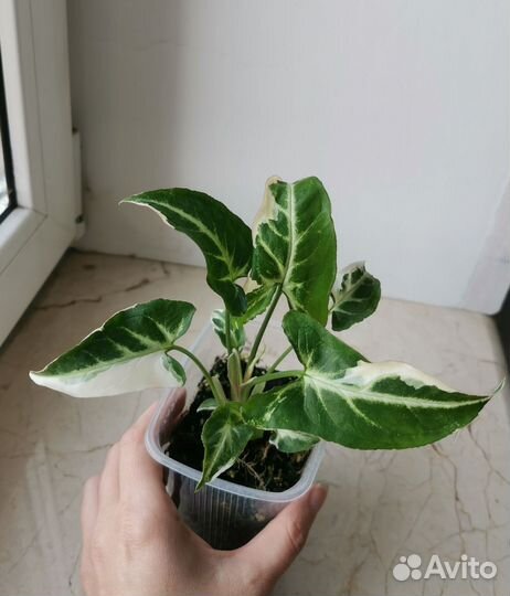 Сингониумы, фикус