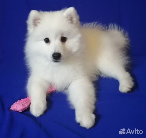 Японский шпиц. Щенки