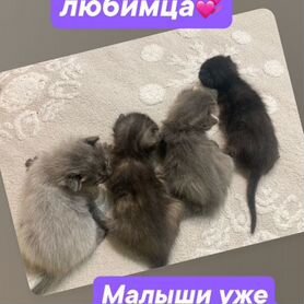 Отдаём котят в хорошие руки