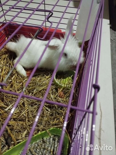 Львиноголовый декоративный кролик (вязка)