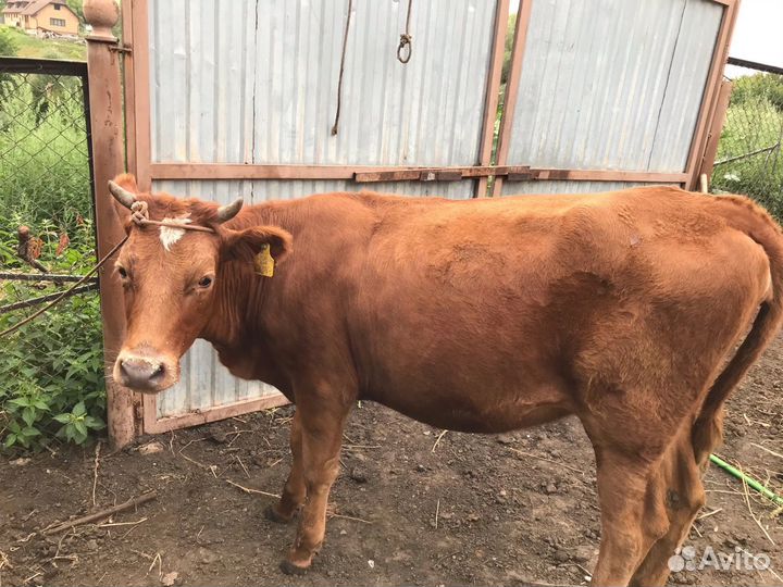 Корова с теленком