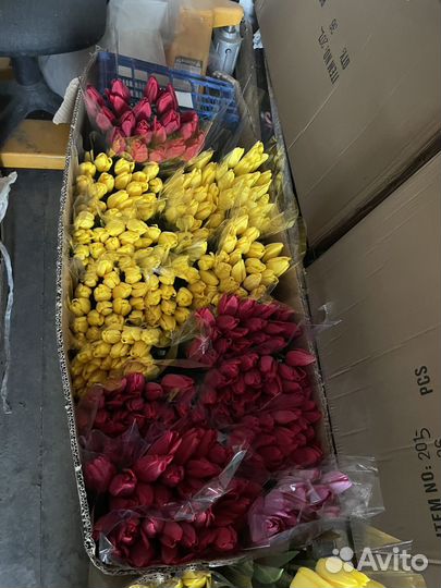 Тюльпаны голландские