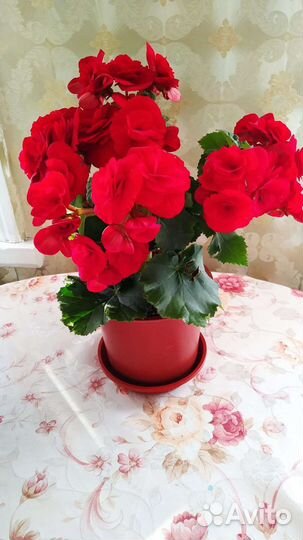 Бегония элатиор