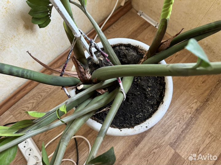 Замиокулькас