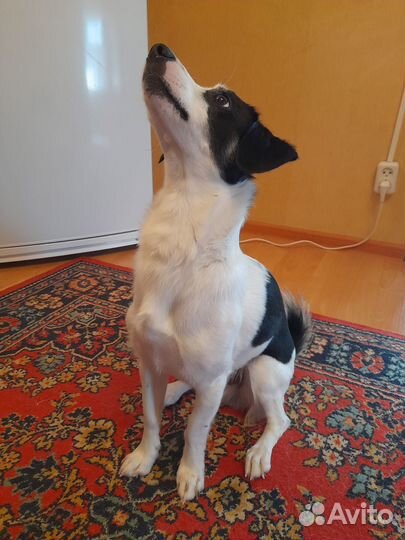 Щенок подросток весит 5 кг