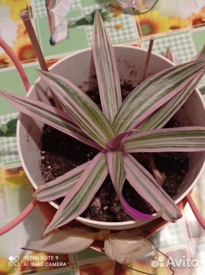 Домашний цветок рео