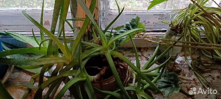 Алоэ столетник