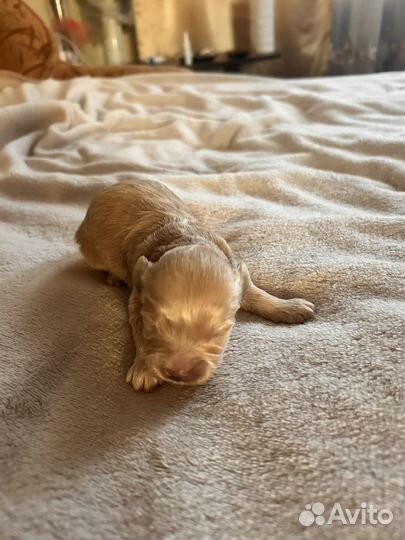 Продам мальтипу