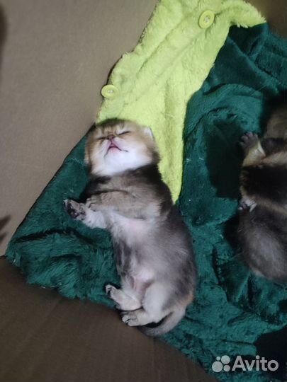 Шотландские шиншиллы котята