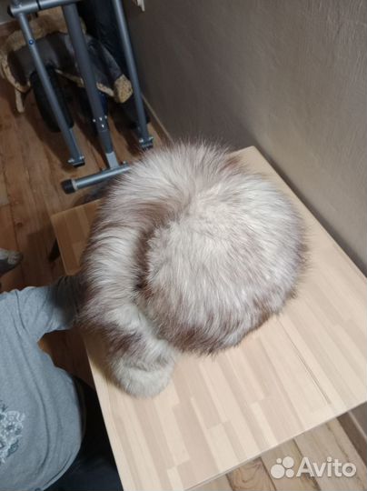 Шапочка зимняя песец