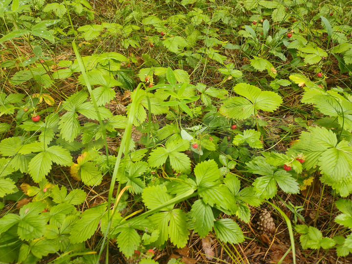 Участок 4,8 га (ИЖС)