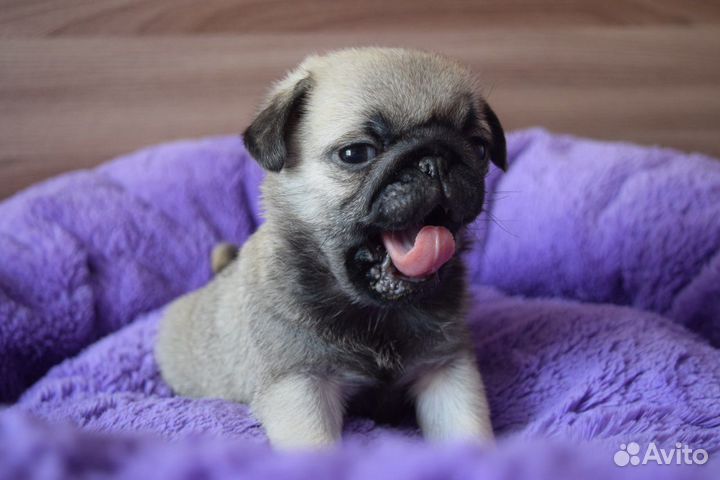 Щенки мопса