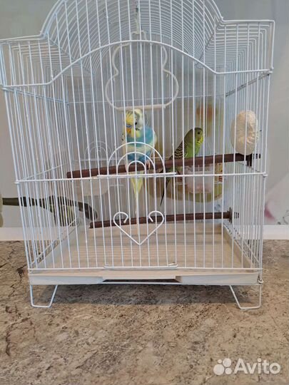 Волнистый попугай с клеткой