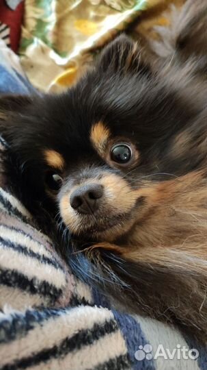 Померанский шпиц