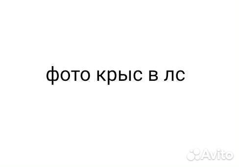 Домашние животные грызуны