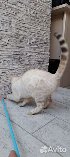 Бенгальские котята шоу класса