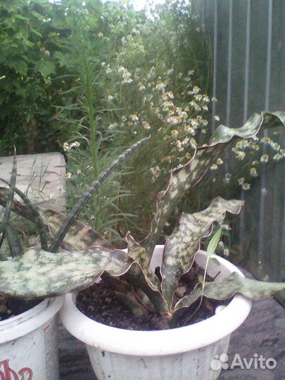 Цветы домашние