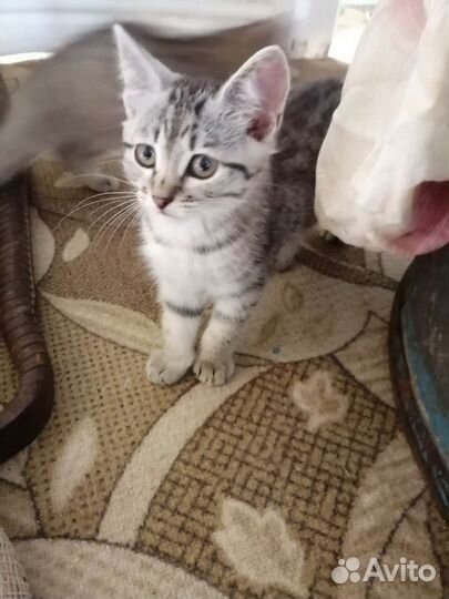 Отдам котят