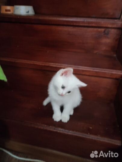 Отдам котенка