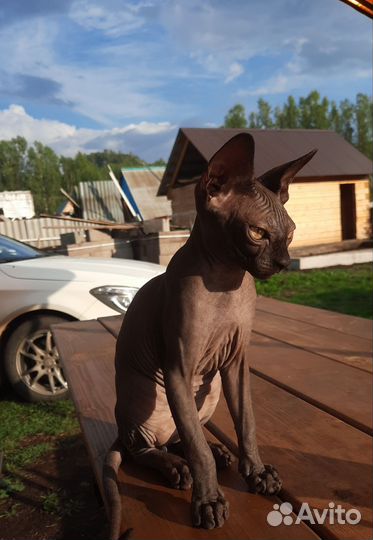 Котята канадских сфинксов
