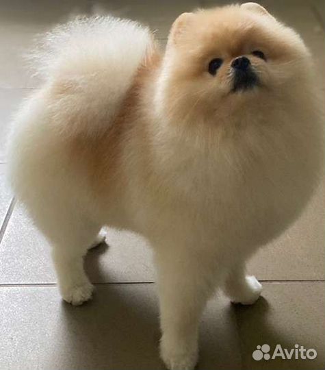 Стрижка собак и кошек