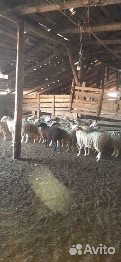 Овцы бараны ягнята оптом