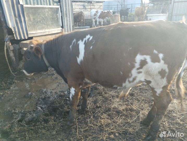Бычок 11 мес