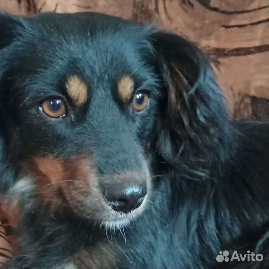 Джулька, маленькая собачка, 3 года