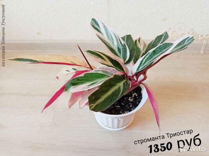 Строманты,маранты, диффенбахии