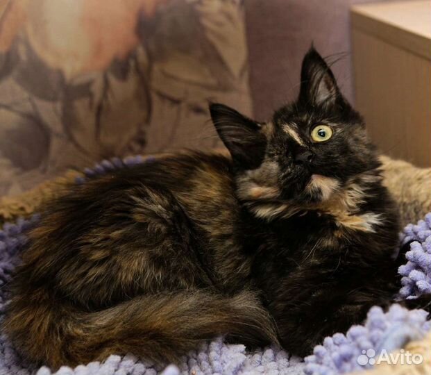 Леля в добрые руки