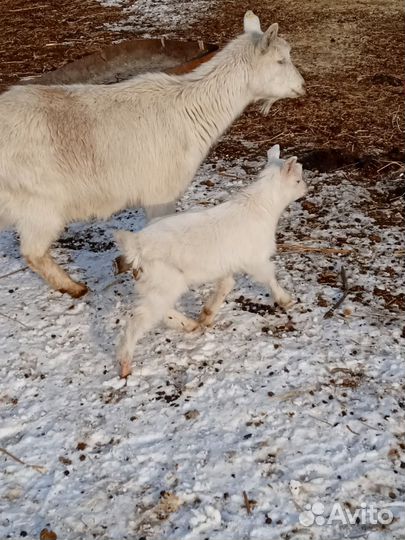 Коза с козочкой