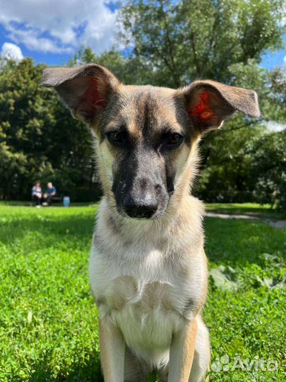 Щенок в добрые руки