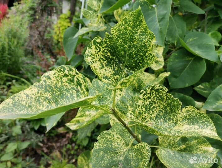 Сирень саженцы