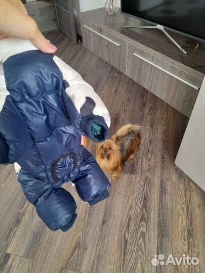 Одежда для маленьких собак