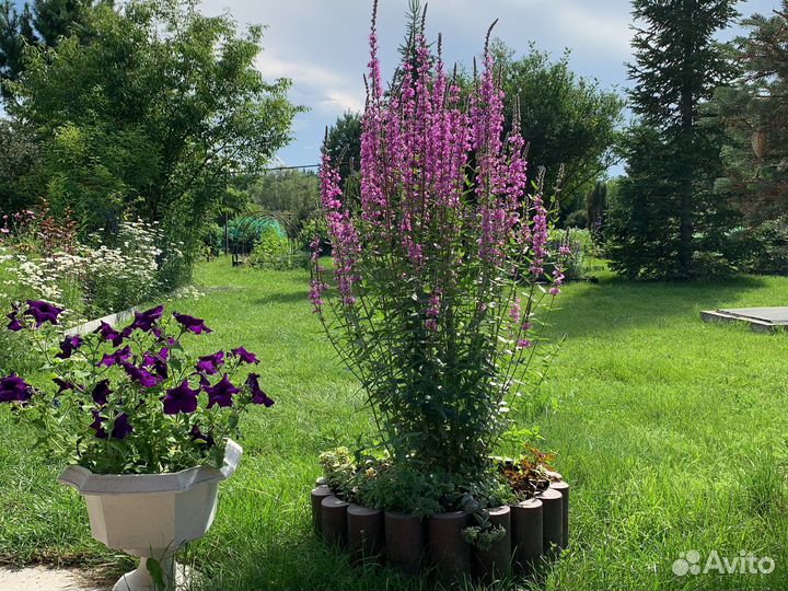 Дербенник иволистный