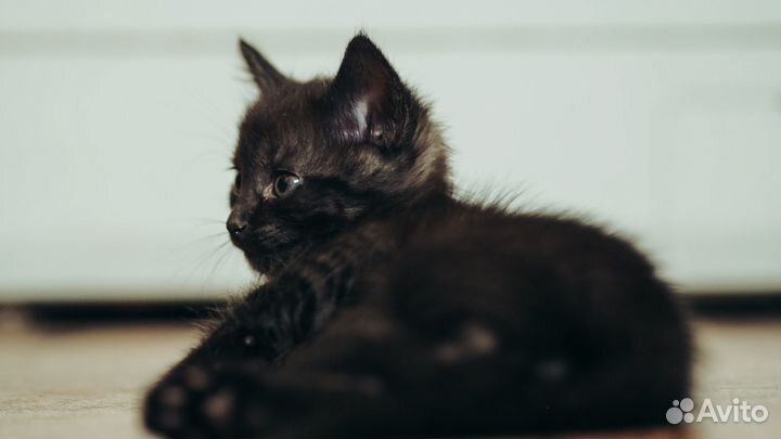 Очаровательные котята в добрые руки