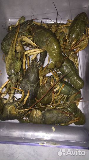Раки Оптом и в Розницу