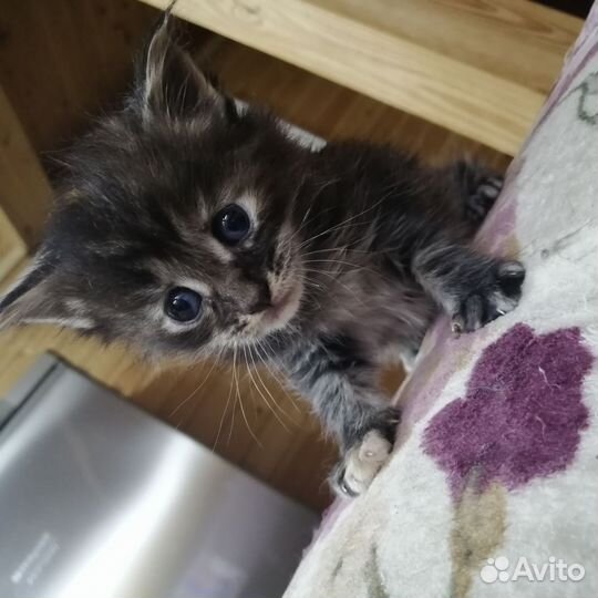 Котята мейн-кун