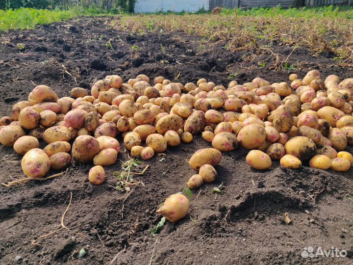Картофель деревенский Похвистневский район