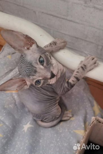 Донской сфинкс