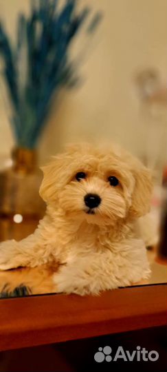 Щенки мальтипу f1 мини,стандарт