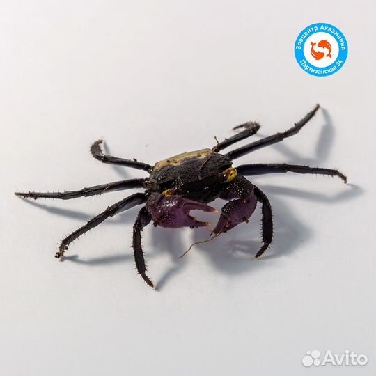 Крабы (Geosesarma) и (Gecarcinidae)