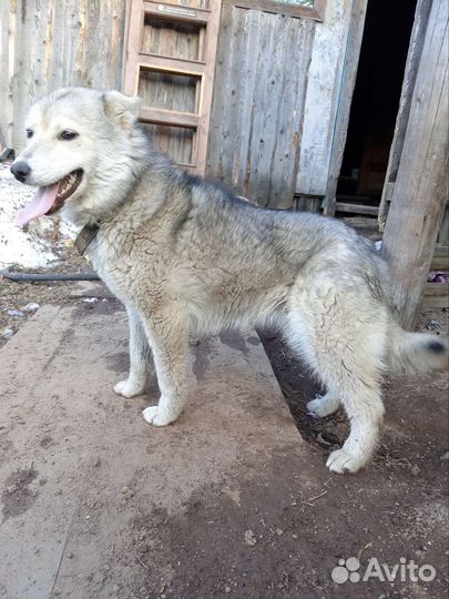 Лайка помесь