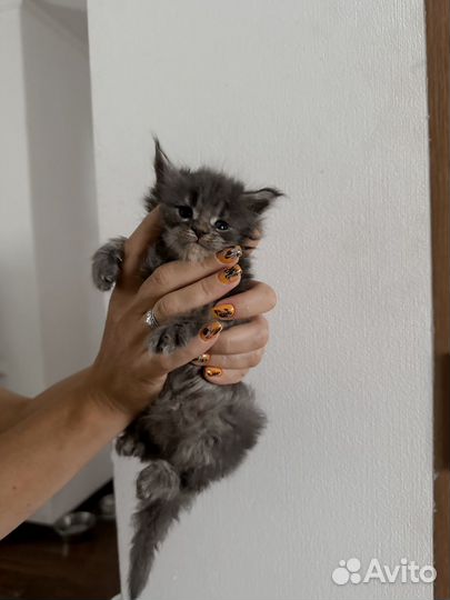 Котята мейн-кун полидакт