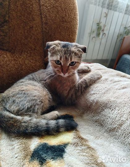 Вислоухая кошечка