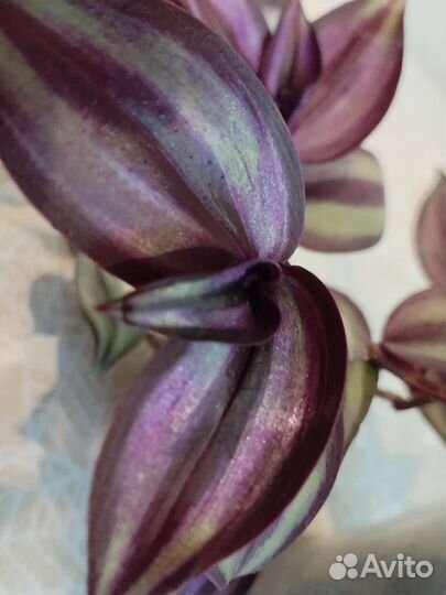 Традесканция зебрина