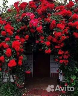 Роза плетистая