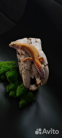 Ящерица эублефар